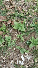 Himantoglossum hircinum