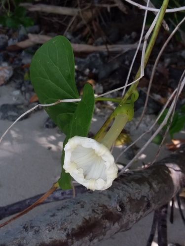 Ipomoea violacea iNat (3)