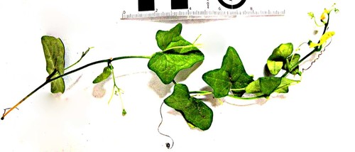 Kedrostis nana
