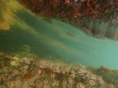 Watersipora subatra