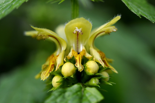 Geltonžiedis šalmutis nuotrauka