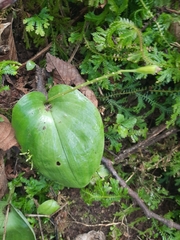 Liparis cordifolia