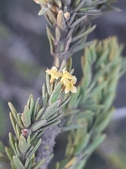 Struthiola parviflora