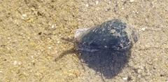 Californiconus californicus