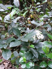 Viburnum tinus