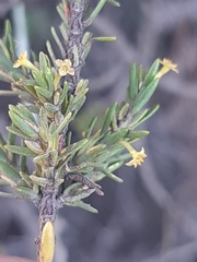 Struthiola parviflora