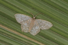 Chloropteryx dealbata