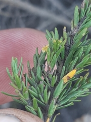 Struthiola parviflora