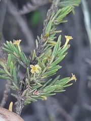 Struthiola parviflora