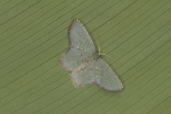 Chloropteryx languescens