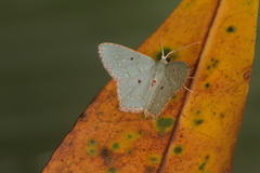 Chloropteryx stigmatica
