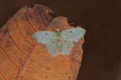 Chloropteryx stigmatica