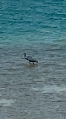 Egretta gularis