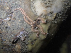 Ophiactis resiliens image