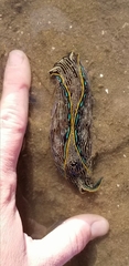 Navanax inermis