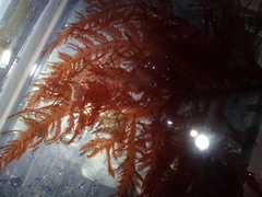 Cumathamnion decipiens