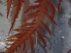 Cumathamnion decipiens