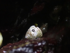 Calliostoma