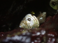 Calliostoma