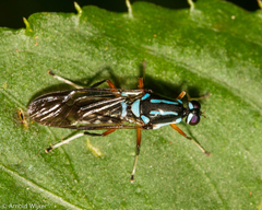 Raphiocera
