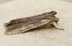 Lithophane signosa