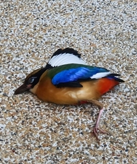 Pitta moluccensis