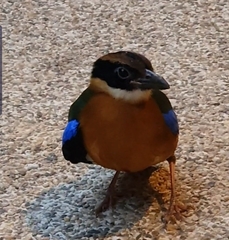 Pitta moluccensis