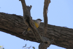 Eopsaltria griseogularis