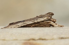 Lithophane signosa