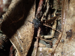 Saitis virgatus
