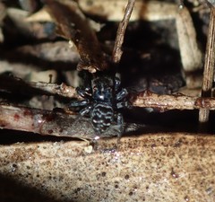 Saitis virgatus