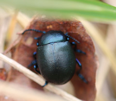 Timarcha goettingensis