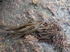 Dictyota kunthii