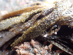Dictyota kunthii