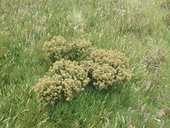 Veronica buchananii