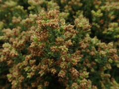 Veronica buchananii