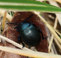 Timarcha goettingensis