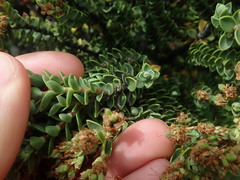 Veronica buchananii