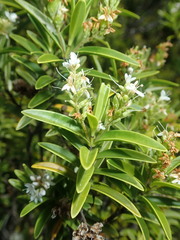 Veronica subalpina