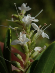 Veronica subalpina