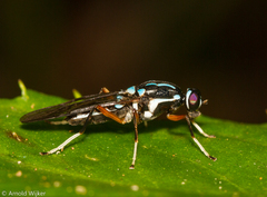 Raphiocera