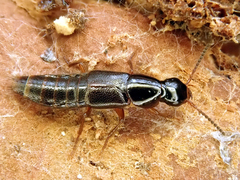 Quedius xanthopus