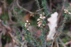 Erica cinerea