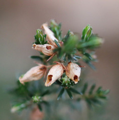 Erica cinerea