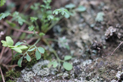 Ceratocapnos claviculata