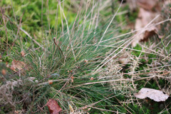 Agrostis curtisii