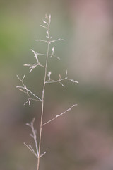Agrostis curtisii