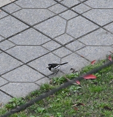 Motacilla alba alboides