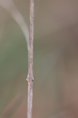 Agrostis curtisii