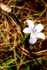 Prismatocarpus campanuloides